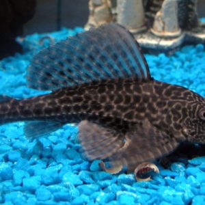 Plecos