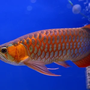 Arowanas