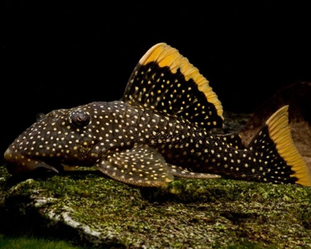 0855A293-915B-429E-A97B-B9FE0254CA04__86035