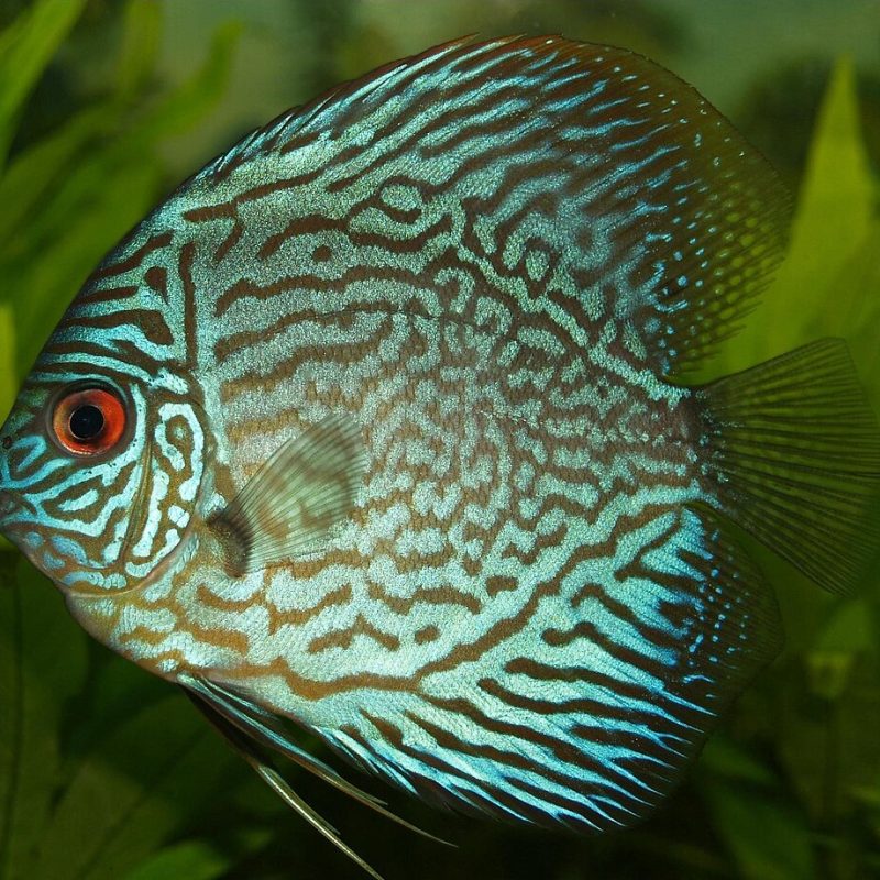 Blue_Discus