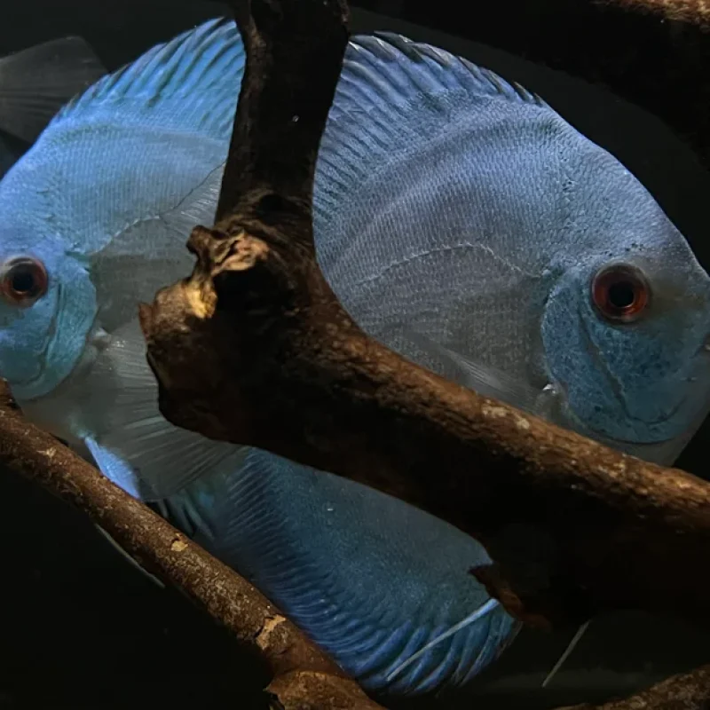 E86F74CA-9F2C-45C6-B426-35BAD0B89457_1080x