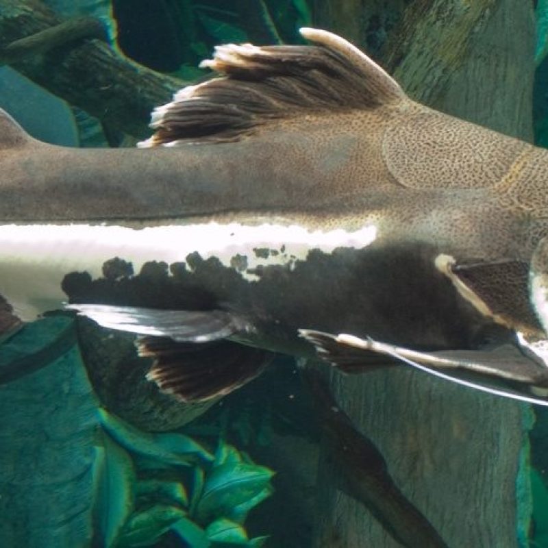 ID_RedtailCatfish_1200x490-1200x0-c-default